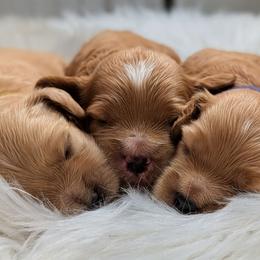 Girl 3 - Buff and white female Cockapoo puppy in Salt Lake City, Utah from Utah Cocker Spaniels
