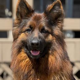 Ellie - German Shepherd