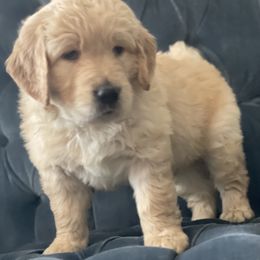 Goldendoodle Puppies from RKay K9s