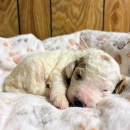 Odessa - Parti female Goldendoodle puppy in Pittsburg, Texas from Grace Springs Goldendoodles