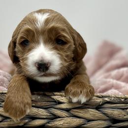 Yellow Male - Apricot male Goldendoodle puppy in Great Falls, Montana from Montana Goldendoodles