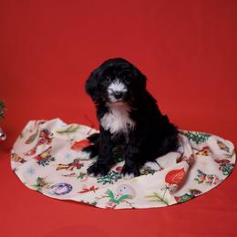 Bambi - Black and white female Sheepadoodle puppy in Los Angeles, California from Exquisite Doodles