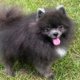 Bodie - Pomeranian