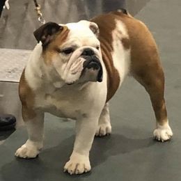 Bulldogs and French Bulldogs from Steeprocks Bullys
