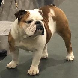 Bulldogs and French Bulldogs from Steeprocks Bullys