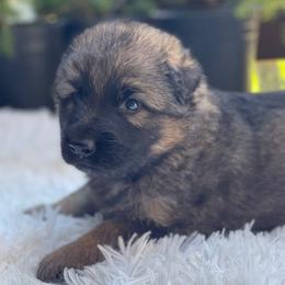 Fuji - Sable male German Shepherd puppy in Oakland, Oregon from VHM German Shepherds