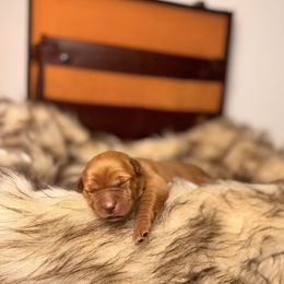 Theodore-2nd and 3rd pick male - Yellow male Labrador Retriever puppy in Rocky Top, Tennessee from Rocky Top Retrievers and Ranch