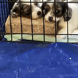 "Puppies ready to go to the right home. " Dachshund Puppies from North Florida Delightful Dachshunds