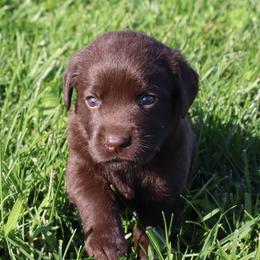 Snap - Chocolate male Labrador Retriever puppy in Camden, Indiana from Camden's Caring Canines