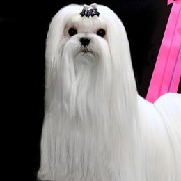 Richie - Maltese