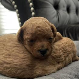 Poodle Puppies from Alpenglow Poodles