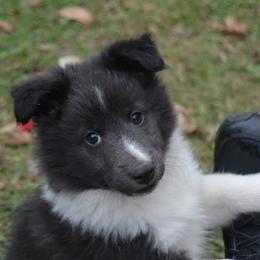 Shetland Sheepdog Puppies from Sunny Shelties