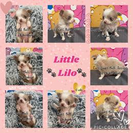 Lilo - Merle female Chihuahua puppy in Kannapolis, North Carolina from East Coast Bull Terriers N Chihuahuas