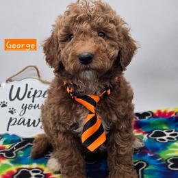 George - Red  male Goldendoodle puppy in Neillsville, Wisconsin from Granton Creek