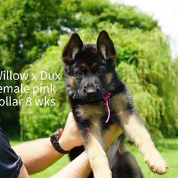Girl 1 - Black and red female German Shepherd puppy in Chrisney, Indiana from Indiana German Shepherds