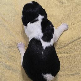 Oreo - Black white and tan male English Springer Spaniel puppy in Florida from Thunderbird Springers