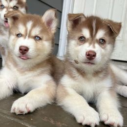 Siberian Husky Puppies from Charlie Stone's Siberian Huskies
