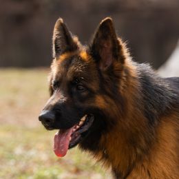 Freya - German Shepherd