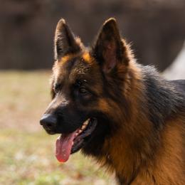 Freya - German Shepherd