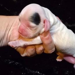 Lieutenant - Sable and white male Cocker Spaniel puppy in Florence, South Carolina from Reddick's American Cocker Spaniels