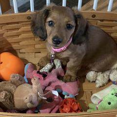 Dachshunds from McDermott’s Minis