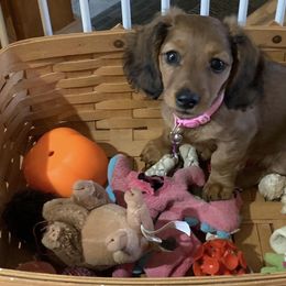 Dachshunds from McDermott’s Minis