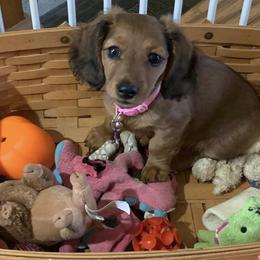 Dachshunds from McDermott’s Minis