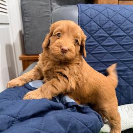 Na-Hoku - Caramel female Australian Labradoodle puppy in Alamo, Texas from QuiSal Labradoodles