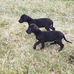 Great Dane Puppies from HCC Great Danes