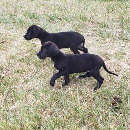 Great Dane Puppies from HCC Great Danes