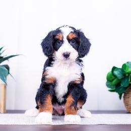 Marlowe - Tri-color female Bernedoodle puppy in Arthur, Illinois from Central Illinois Bernedoodles