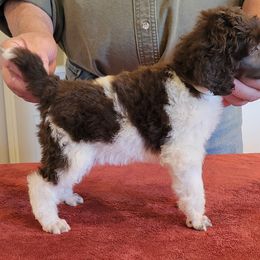 Poodle Puppies from Chapel Hill Poodles