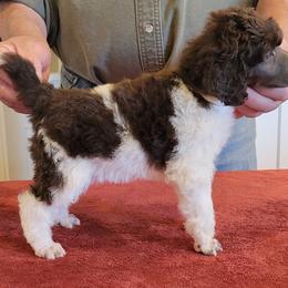 Poodle Puppies from Chapel Hill Poodles