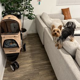 Biewer Terrier and Yorkshire Terrier Puppies from York Town California