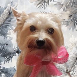 Jade - Yorkshire Terrier
