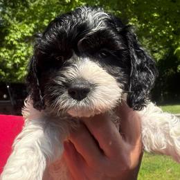 Iris - Black and white female Cockapoo puppy in Connersville, Indiana from MoonShine Babies