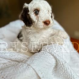 Goldendoodle Puppies from Glamorous Golden Doodles