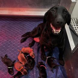 Red Collar - Black male Labrador Retriever puppy in Wyocena, Wisconsin from Da-Koda High Kennels
