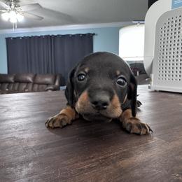 Shimmer (Millie) - Black and tan female Dachshund puppy in Live Oak, Florida from Johnson’s Weiner Farm