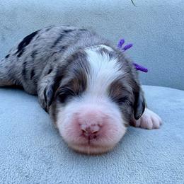 Miss Patriot - Merle female Bernedoodle puppy in Hegins, Pennsylvania from Bubbling Springs Doodles, LLC