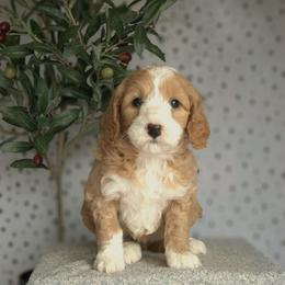 Ariela - Red  female Goldendoodle puppy in Apopka, Florida from Rae Precious Puppies