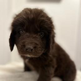 Oats - Brown female Newfoundland puppy in Comstock Park, Michigan from Two Brown Dogs and a Pig