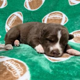 AKC Phoenix - Red and white male Siberian Husky puppy in Centreville, Maryland from Huskies By the Bay