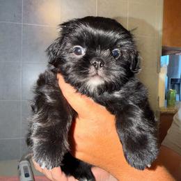Nolan - Black and white male Shih Tzu puppy in Kettering, Ohio from The Ruff Life Tribe