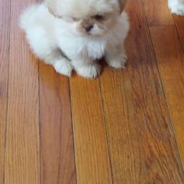 Shih Tzu Puppies from N.F.S.T Imperial ShihTzu Puppies.