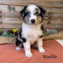 Australian Shepherd, Miniature American Shepherd, Miniature Australian Shepherd, and Toy Australian Shepherd Puppies from OR Aussies