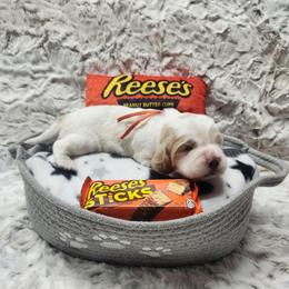 Reese's - Lemon and white male English Springer Spaniel puppy in Westover, Maryland from Sterling's springer Haven