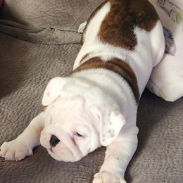 Bulldog Puppies from Wiggle Butts Bulldogs
