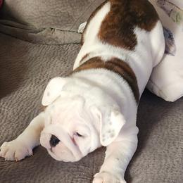 Bulldog Puppies from Wiggle Butts Bulldogs