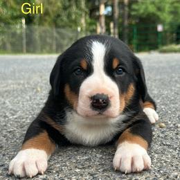 Yellow Girl - Black, white and red female Greater Swiss Mountain Dog puppy in Knoxville, Maryland from Dahlgren Swissys